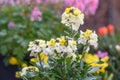 Wallflower Erysimum linifolium Leya Lemon Glow, close-up of flowers